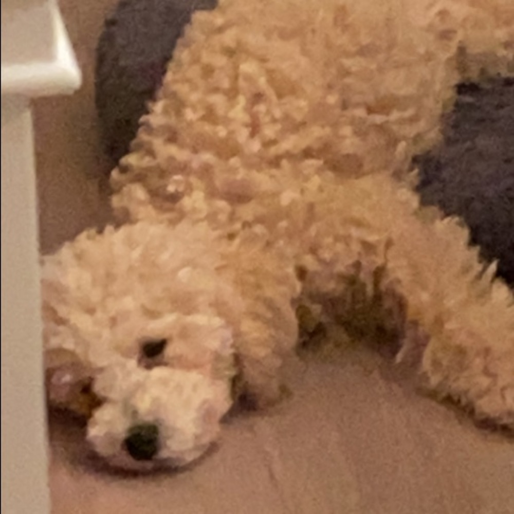 Meet your Posher, Taylor